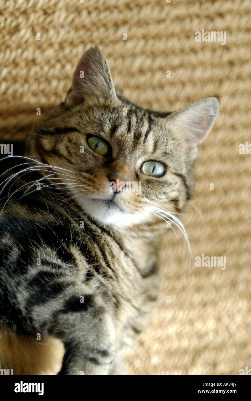 Pet cat, London, United Kingdom Stock Photo Alamy