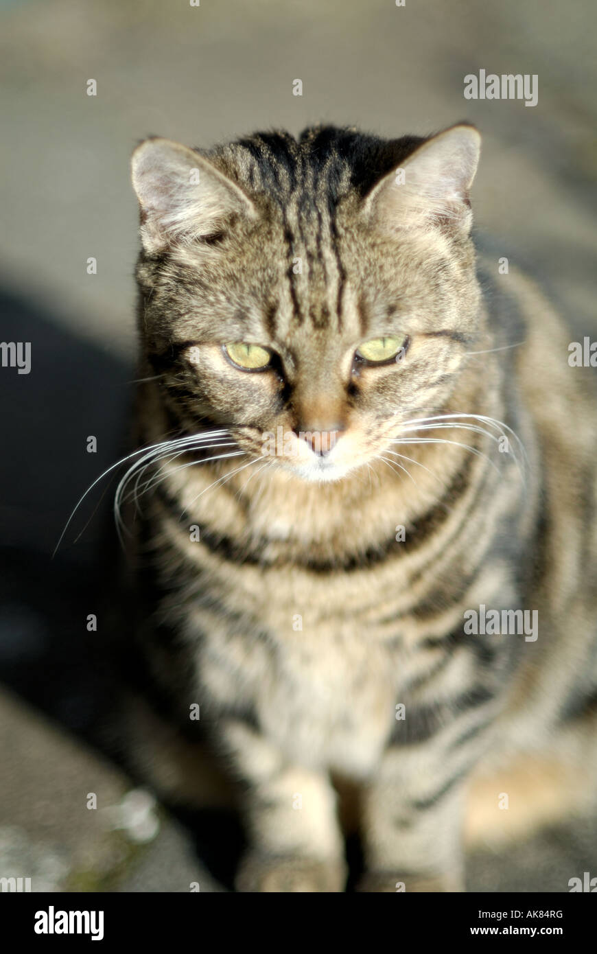 Pet cat, London, United Kingdom Stock Photo Alamy