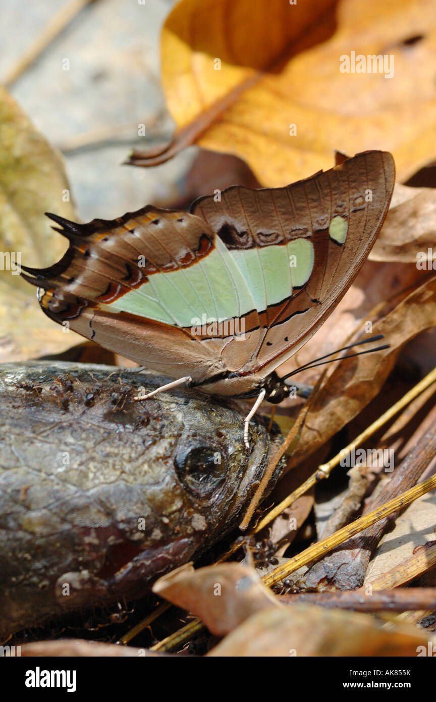Thailand thai asia asian nature butterflies gross insects hires stock