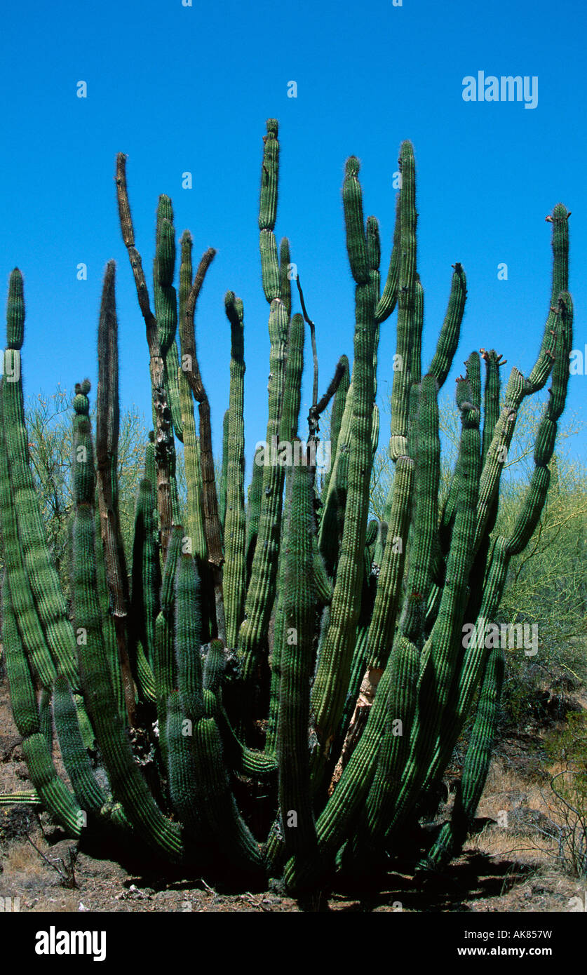 Organ Pipe Cactus Stock Photo Alamy
