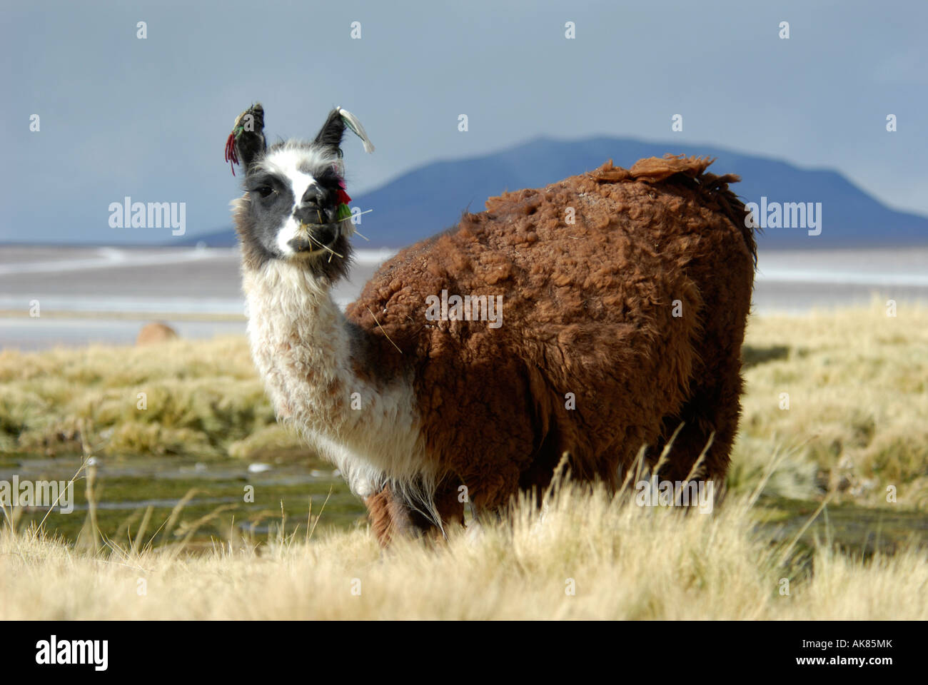 Reserva natural de fauna andina hi-res stock photography and images - Alamy