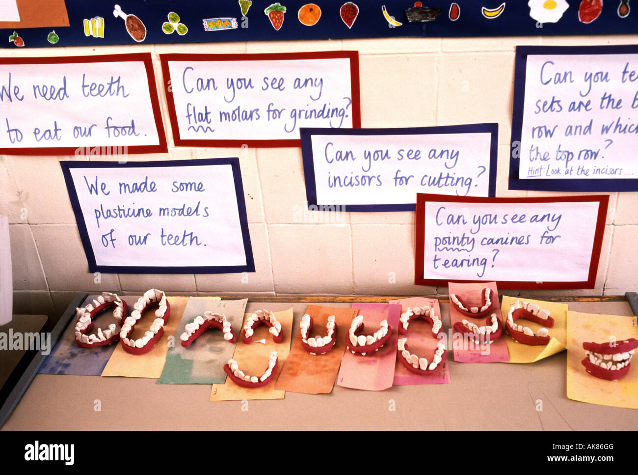 primary school display of plasticine models of human teeth made by the children Stock Photo