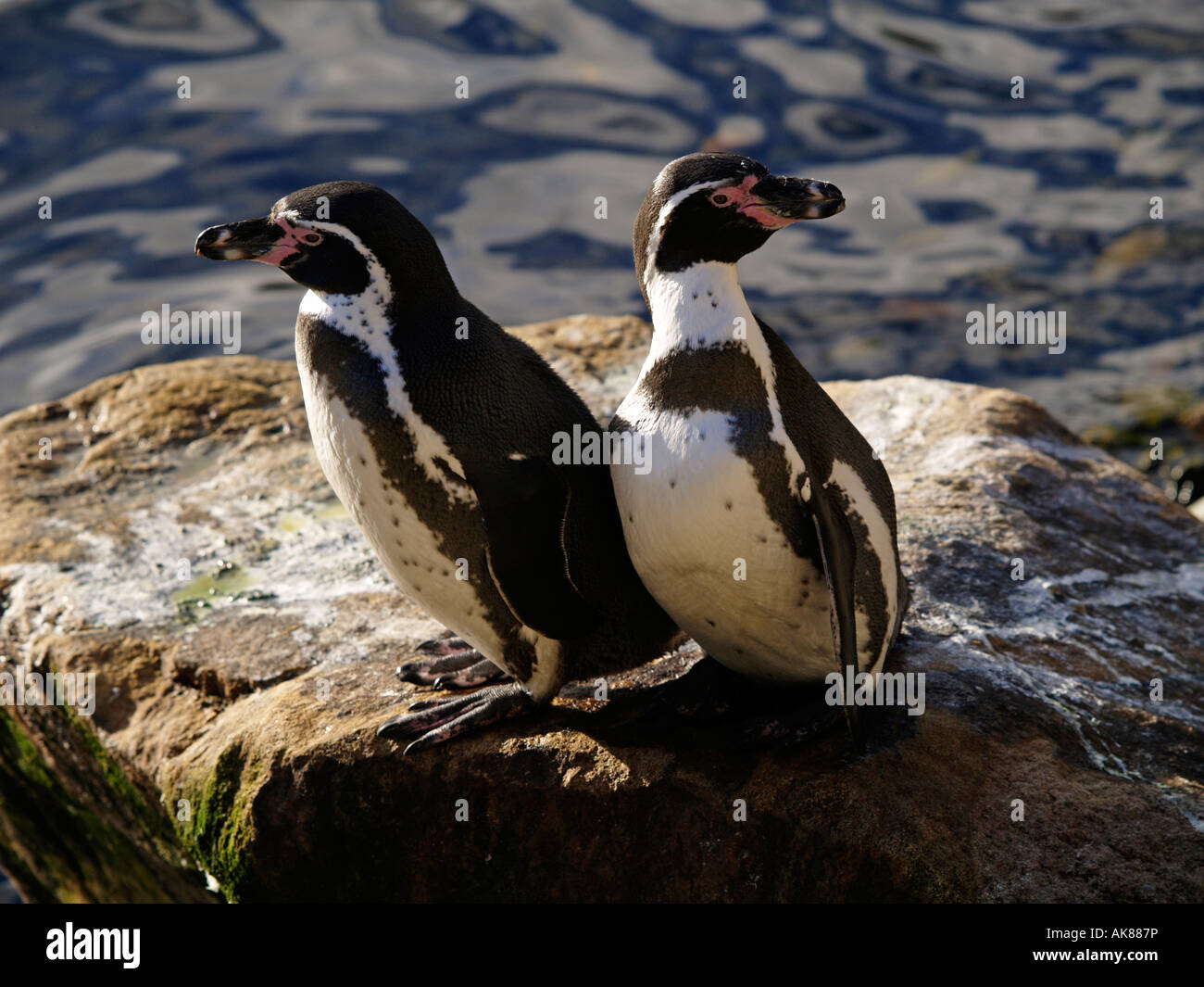 Humboldt-Pinguine im Adventure Zoo Emmen - WILDLANDS