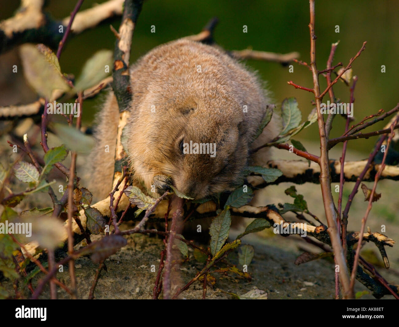 Prairie Dog Eating Leaves And Tree Bark Cynomys Ludovicianus Emmen Zoo The Netherlands Stock Photo Alamy Prairie Dog Eating Leaves And Tree Bark Cynomys Ludovicianus Emmen Zoo The Netherlands Stock Photo Alamy