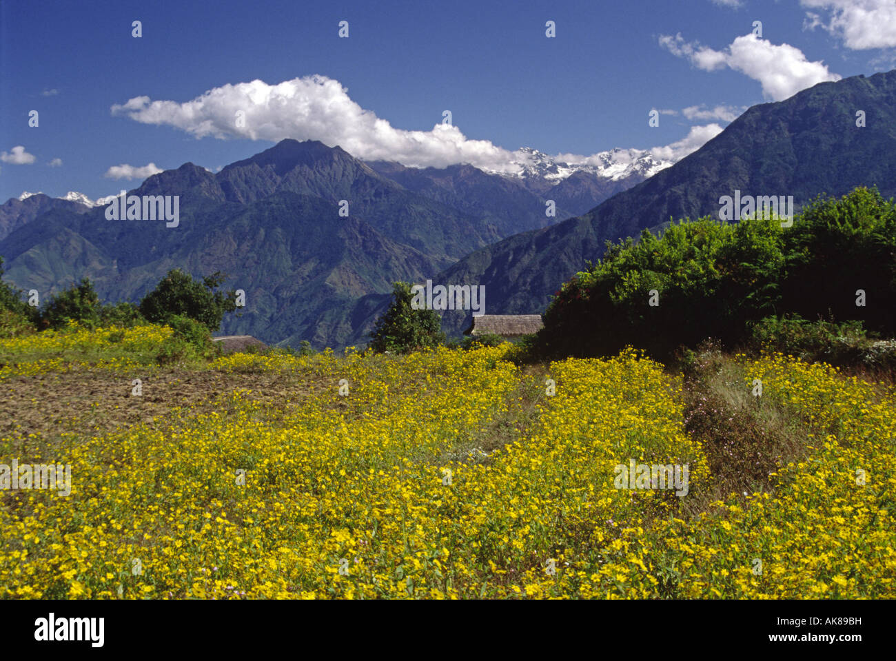 safflower (Carthamus tinctorius), grown in the middle hills on route to