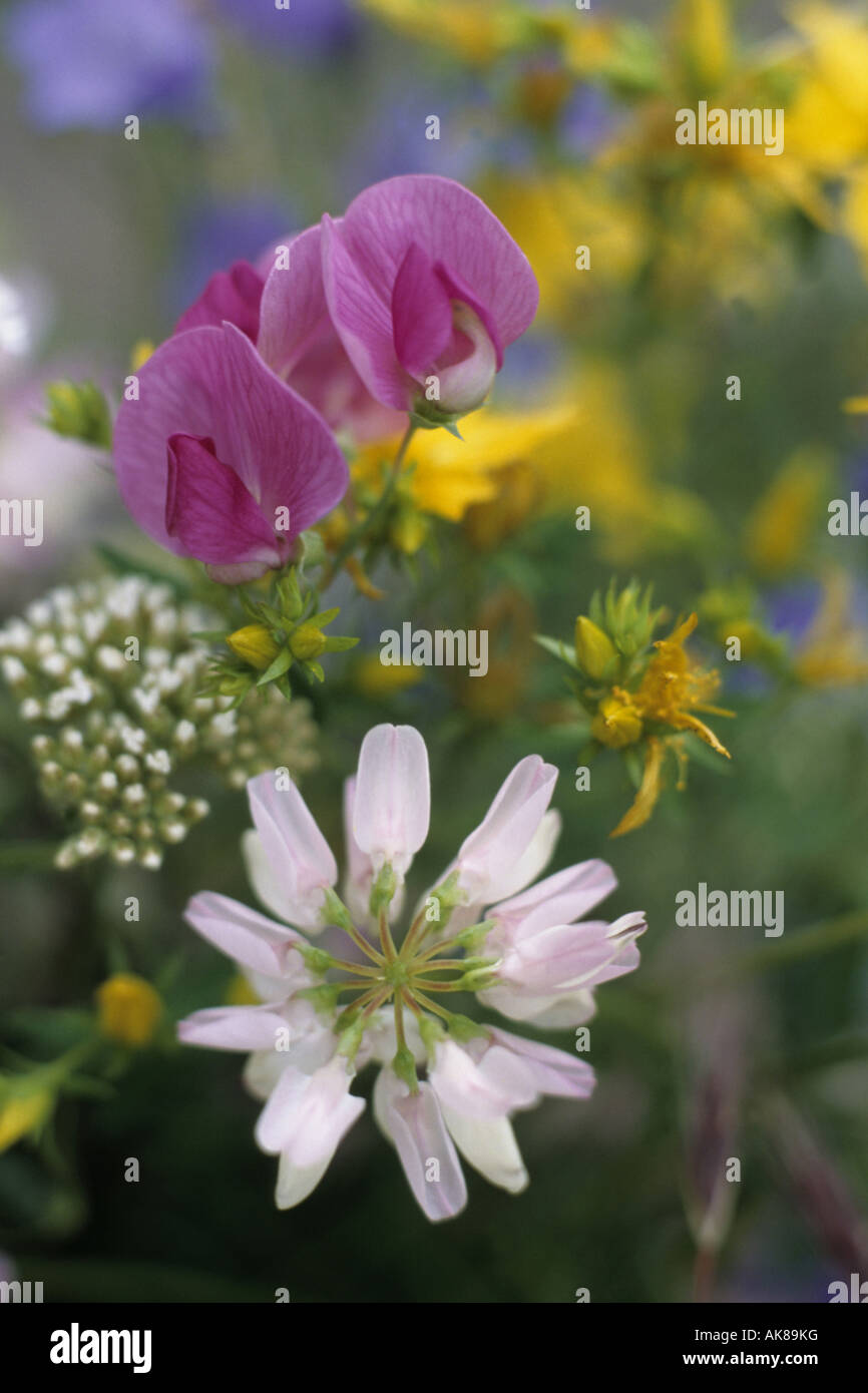crown vetch, trailing crownvetch, common crown-vetch (Coronilla varia