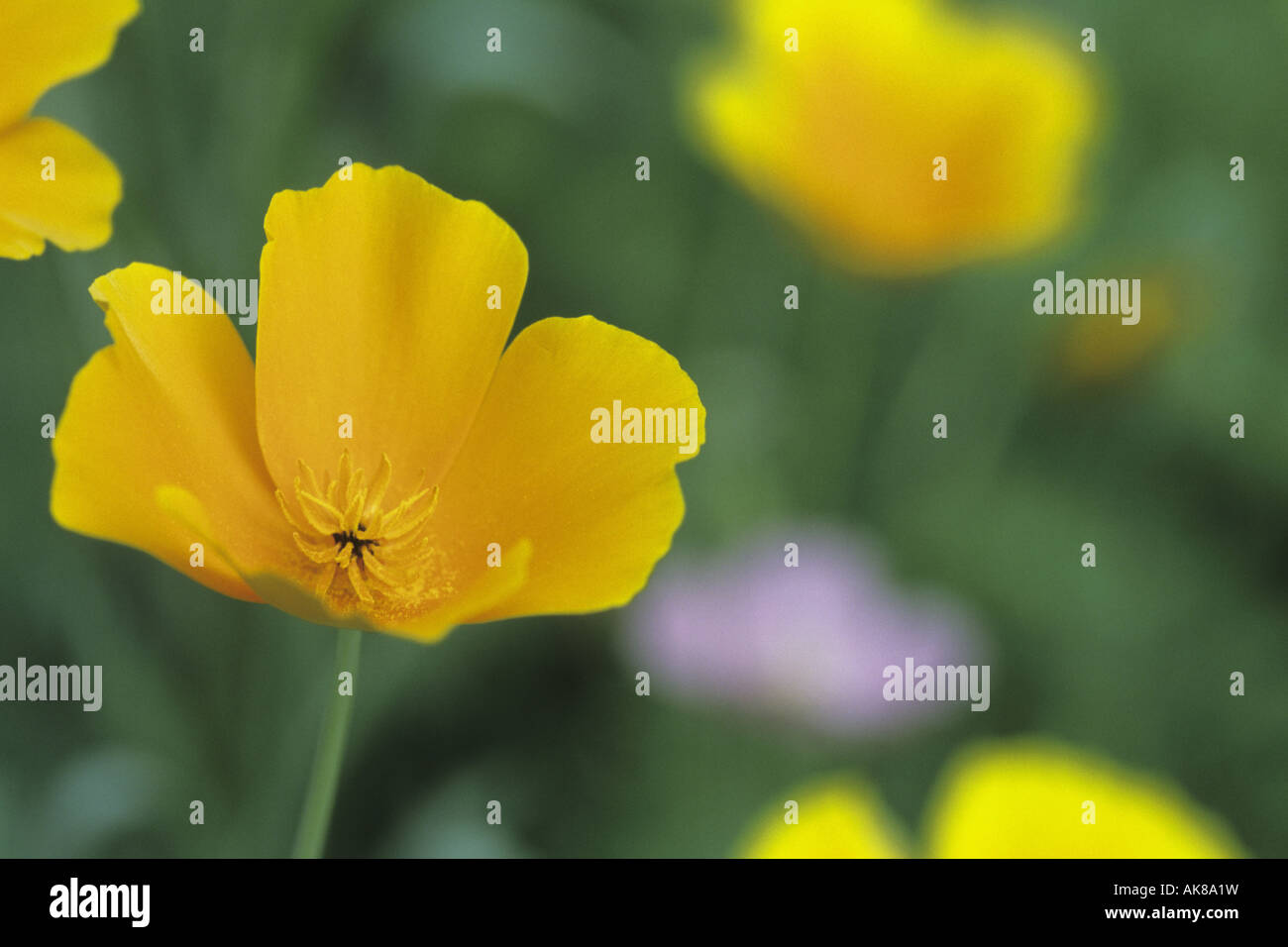 Californian poppy, California poppy, gold poppy (Eschscholzia