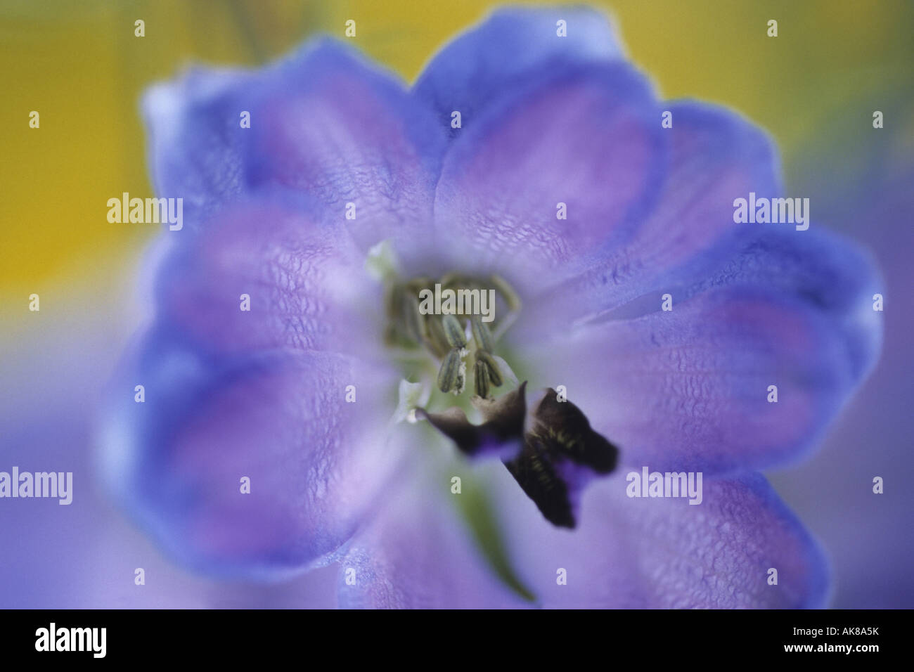 larkspur (Delphinium spec.), flower, macro shot Stock Photo - Alamy
