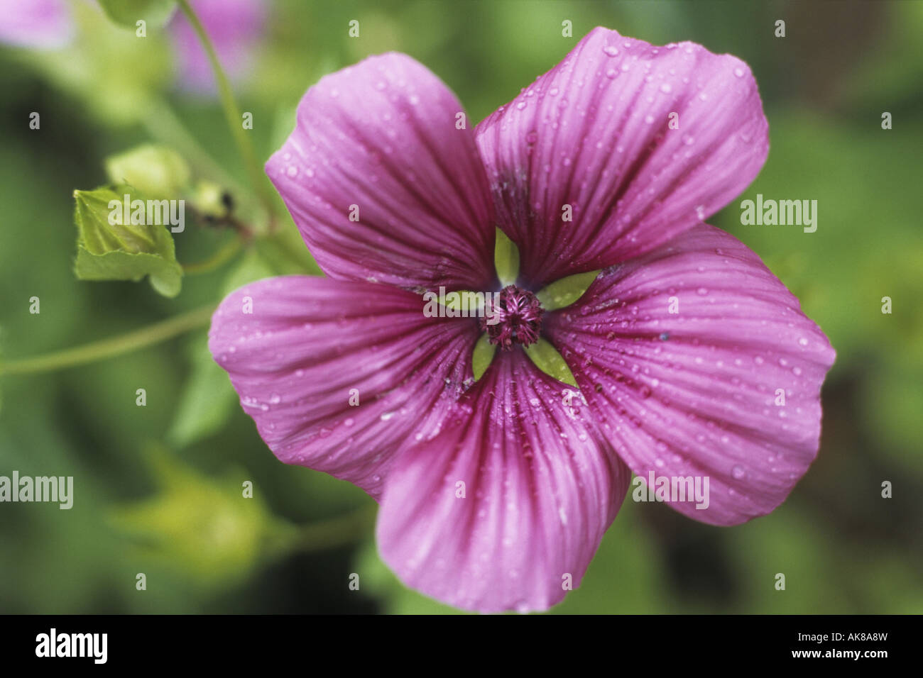 annual malope (Malope trifida), flower Stock Photo