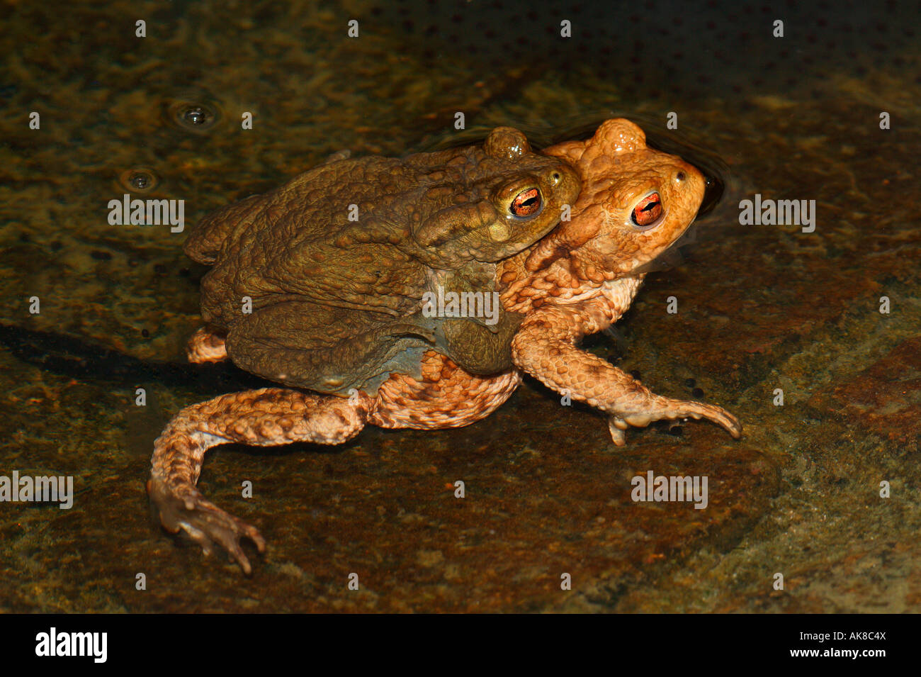 Common toad mating hi-res stock photography and images - Alamy