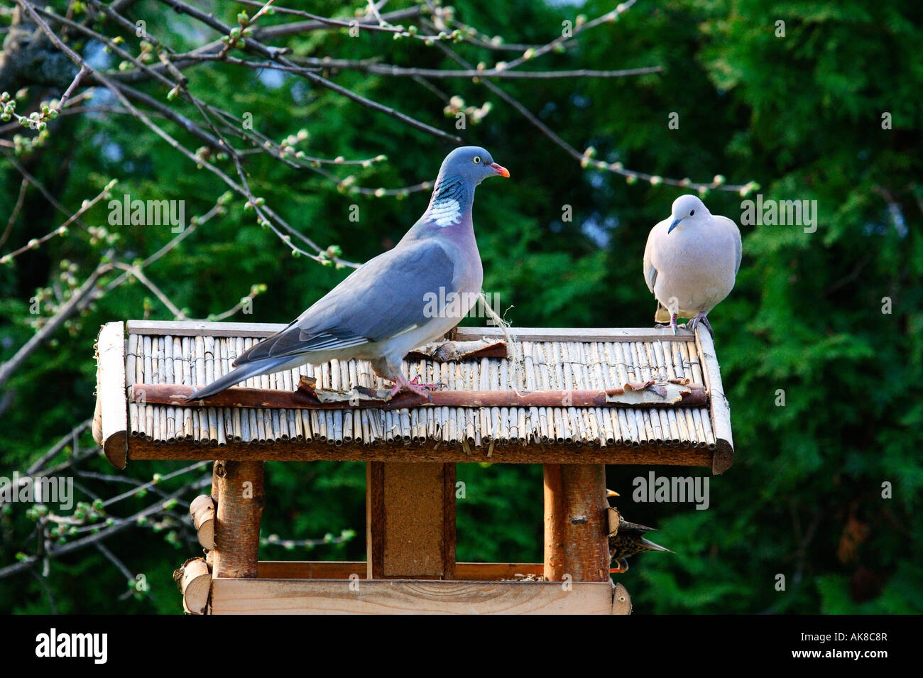 Wood Pigeon / Collared Dove Stock Photo Alamy