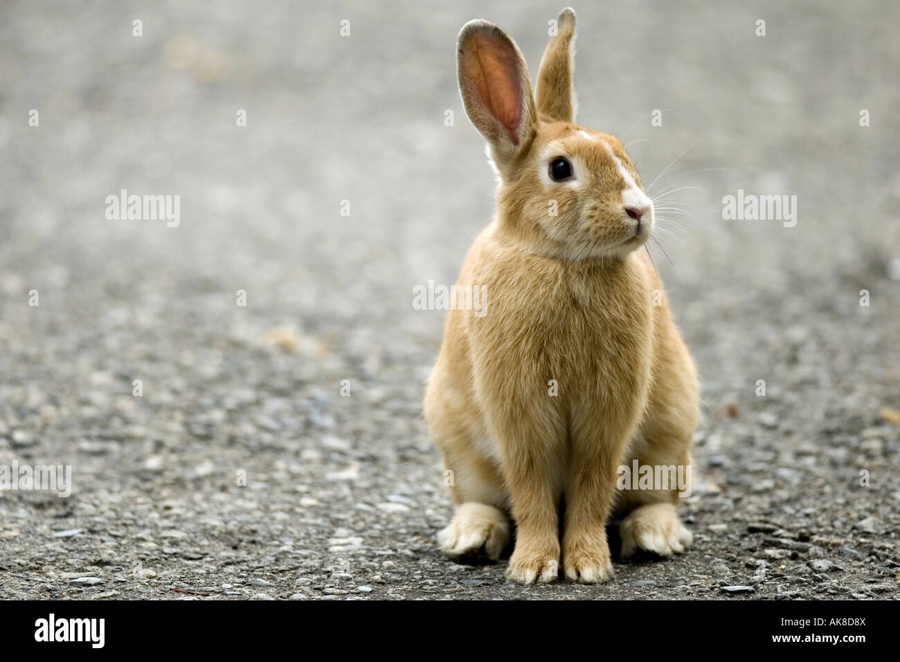 desert rabbit (Sylvilagus audubonii), sitting on a path, Canada ...