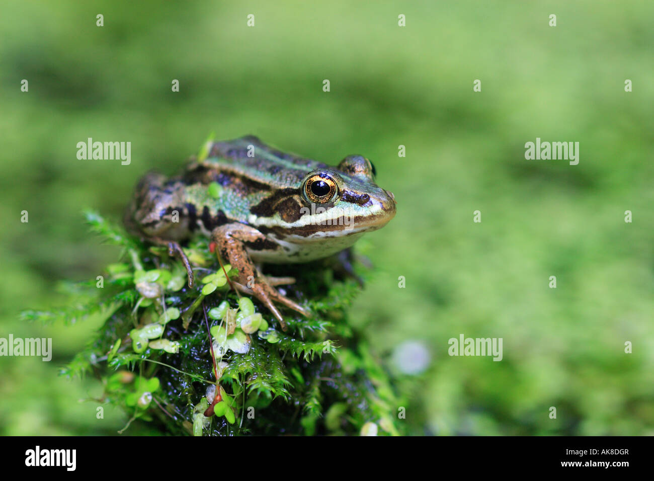European edible frog, common edible frog (Rana kl. esculenta, Rana esculenta), on treestump