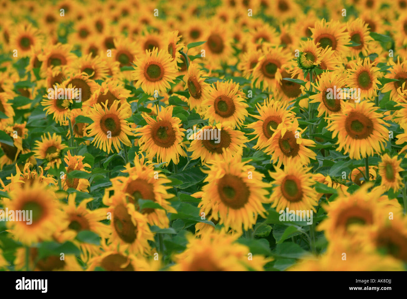 common sunflower (Helianthus annuus), sunflower field Stock Photo - Alamy