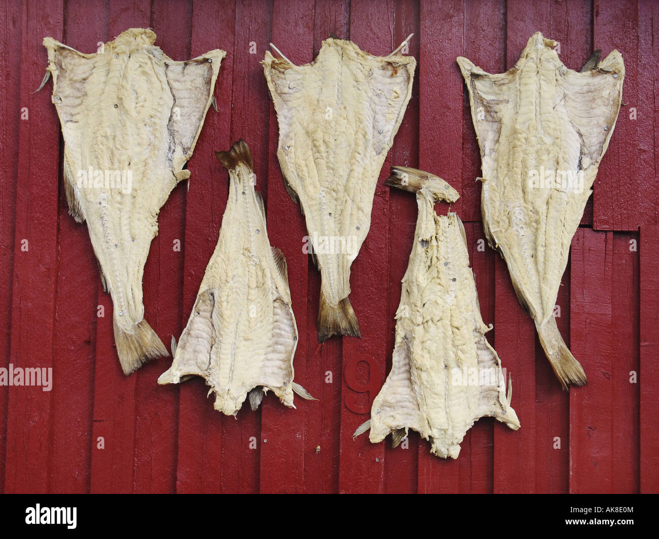 dried fishes, Norway, Lofoten Islands, Henningsvaer Stock Photo Alamy
