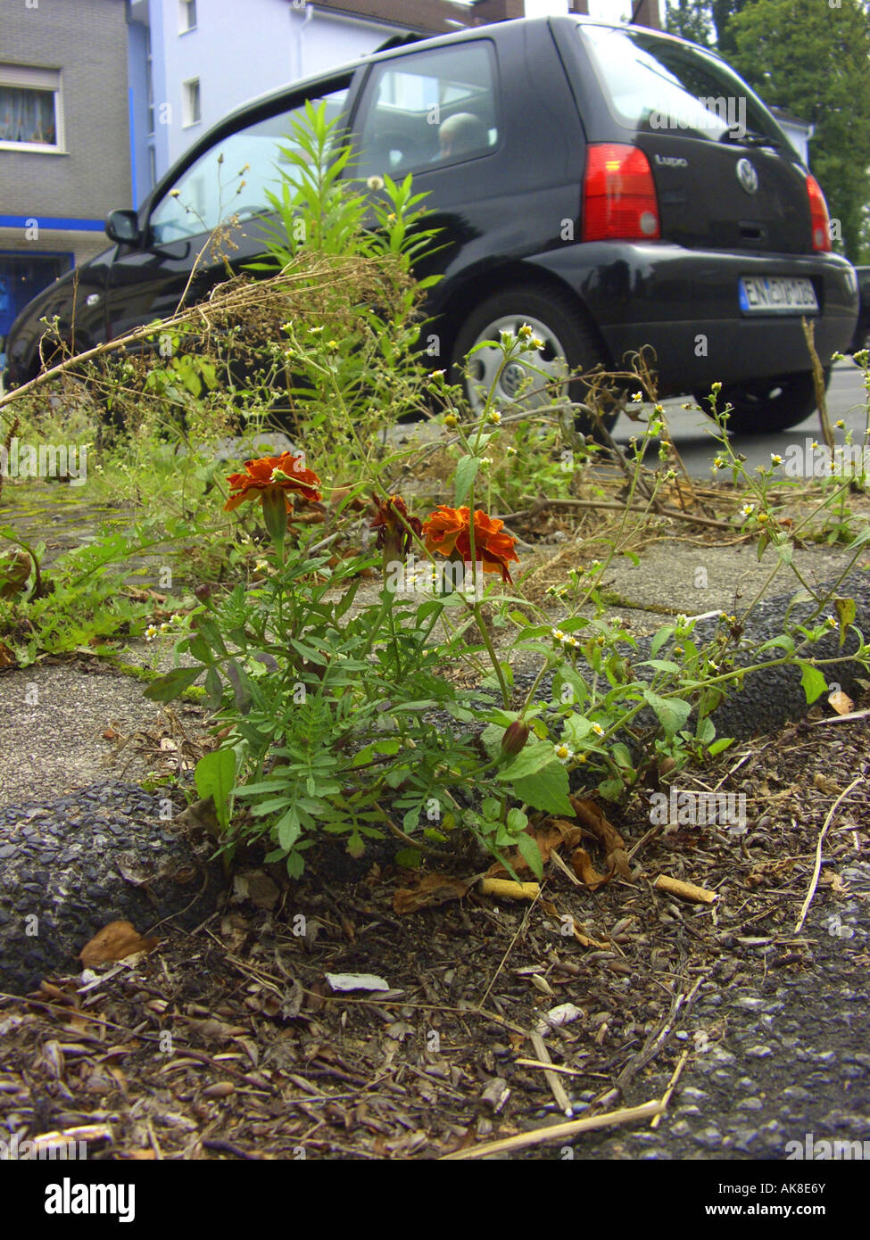 French marigold (Tagetes patula), naturalized on a pavement, Germany Stock Photo
