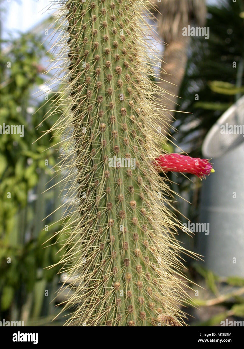 monkey tail cactus (Cleistocactus baumannii), blooming Stock Photo