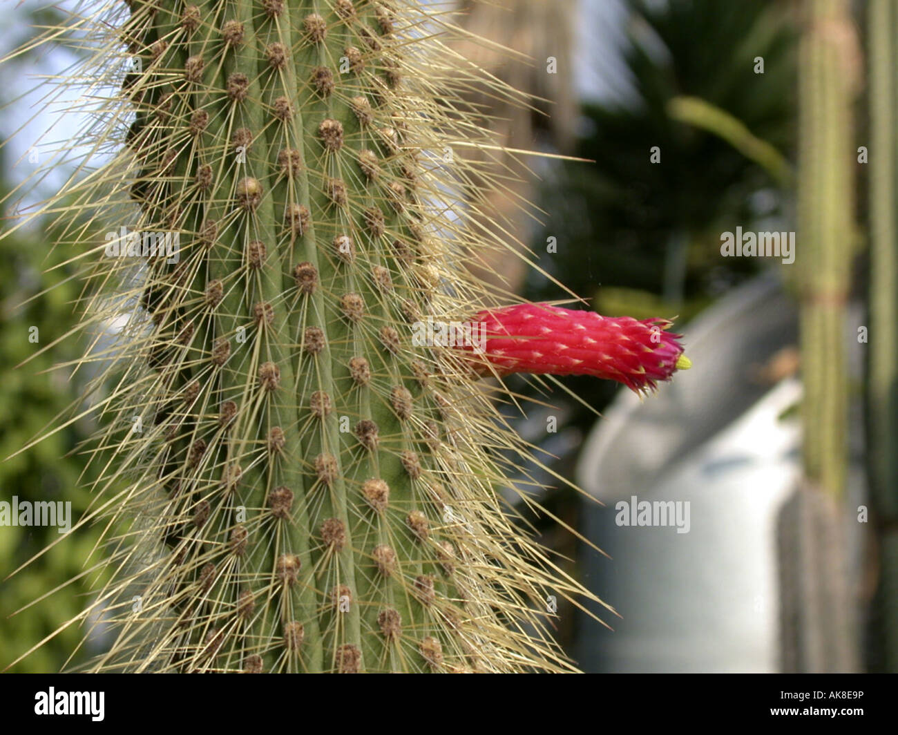 monkey tail cactus (Cleistocactus baumannii), blooming Stock Photo