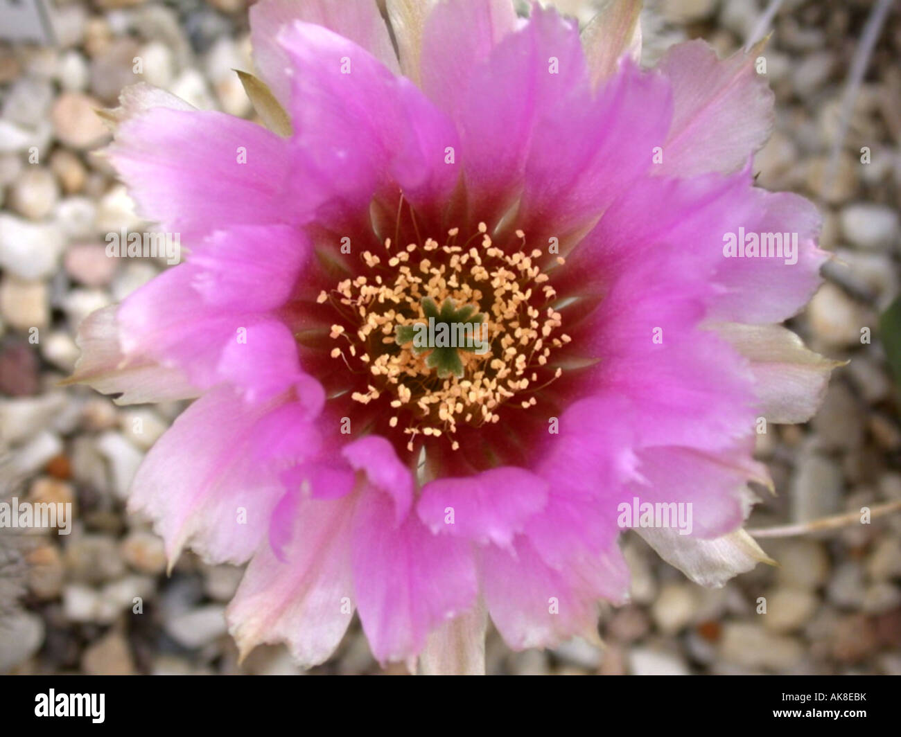 hedgehog cactus (Echinocereus reichenbachii), flower Stock Photo