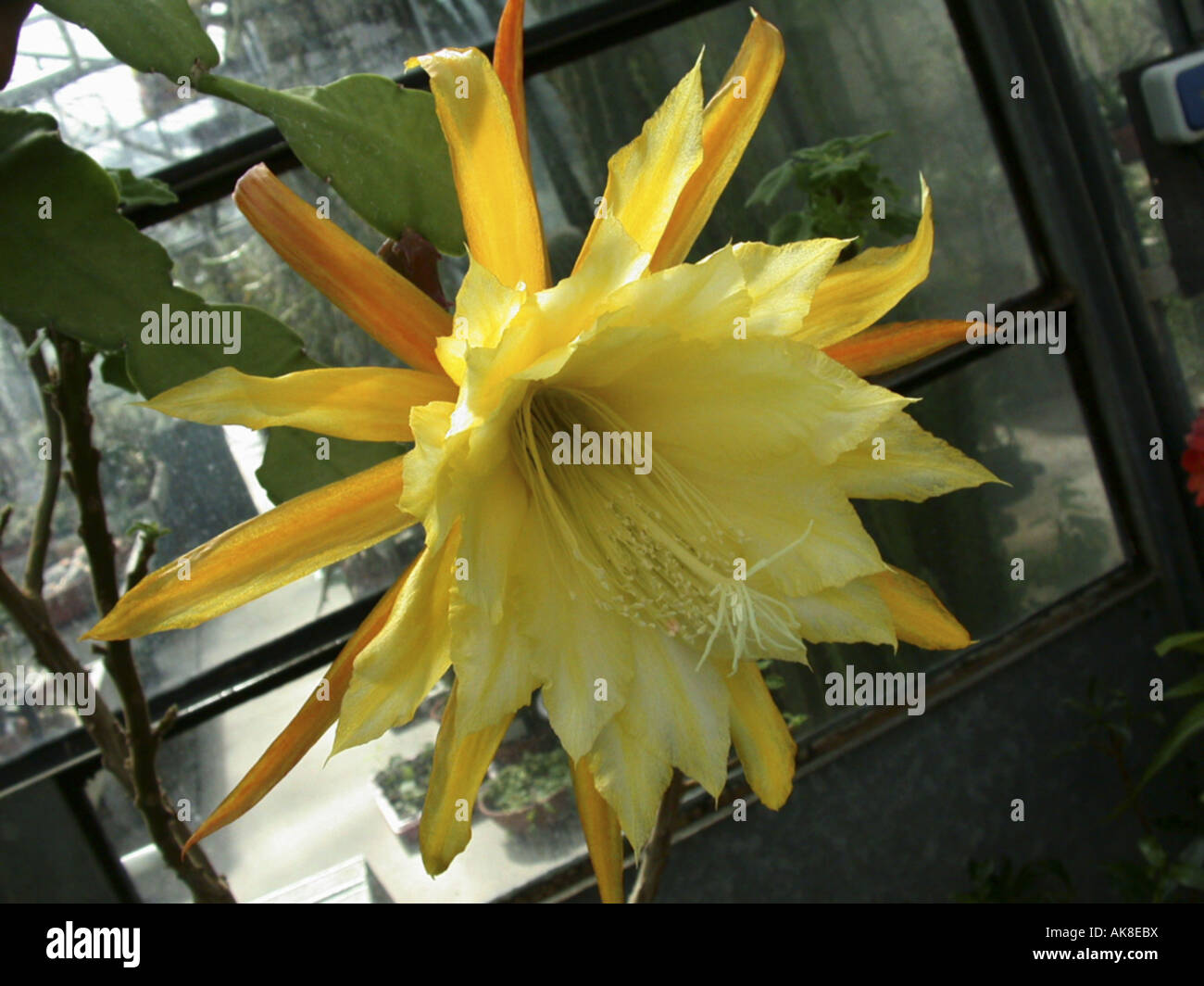 Epiphyllum hybrid (Epiphyllum 'George French', Epiphyllum George French, Epiphyllum-Hybride), flower Stock Photo