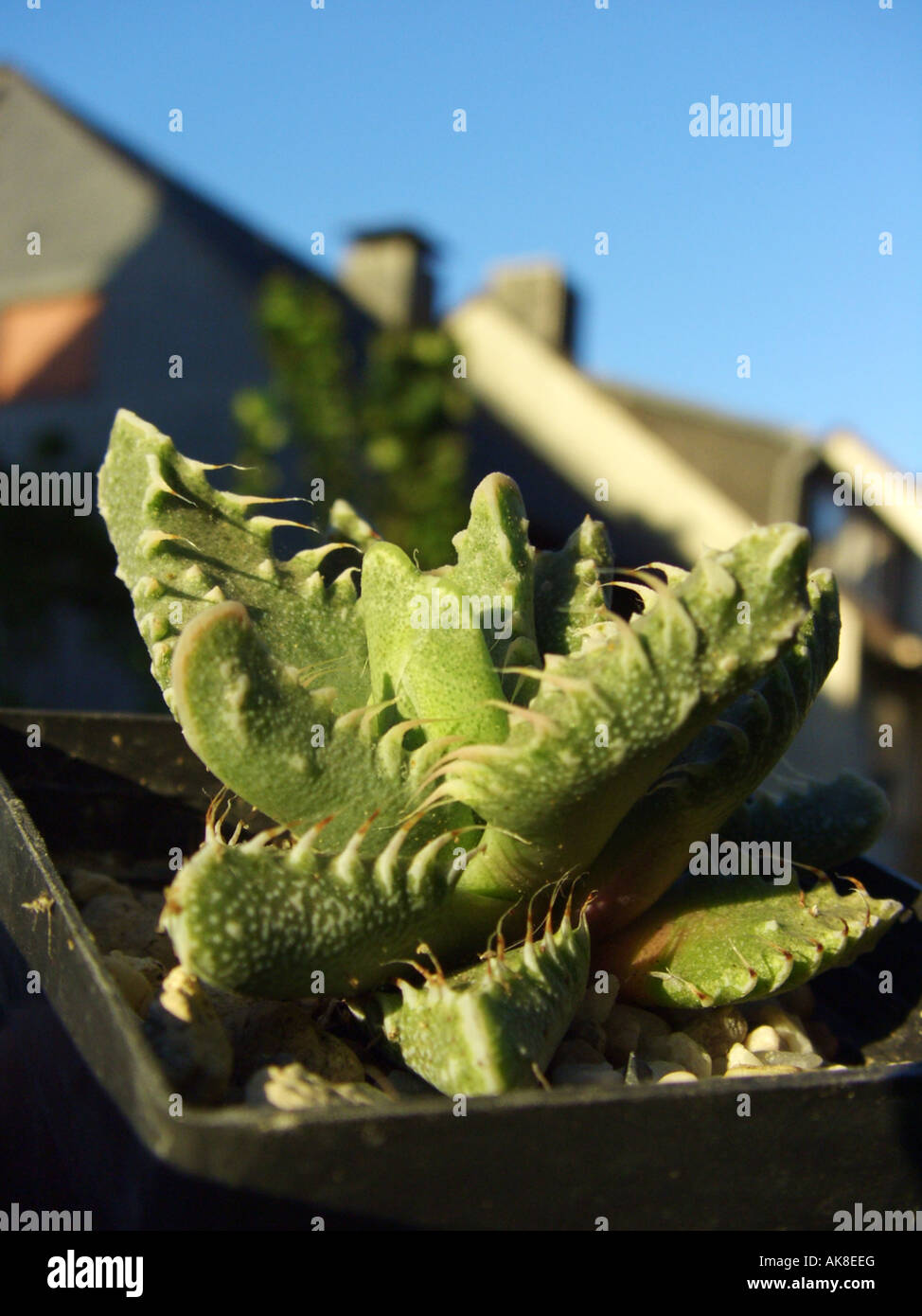 Windosill Cactus (Faucaria tuberculosa), potted plant on a windowsill Stock Photo