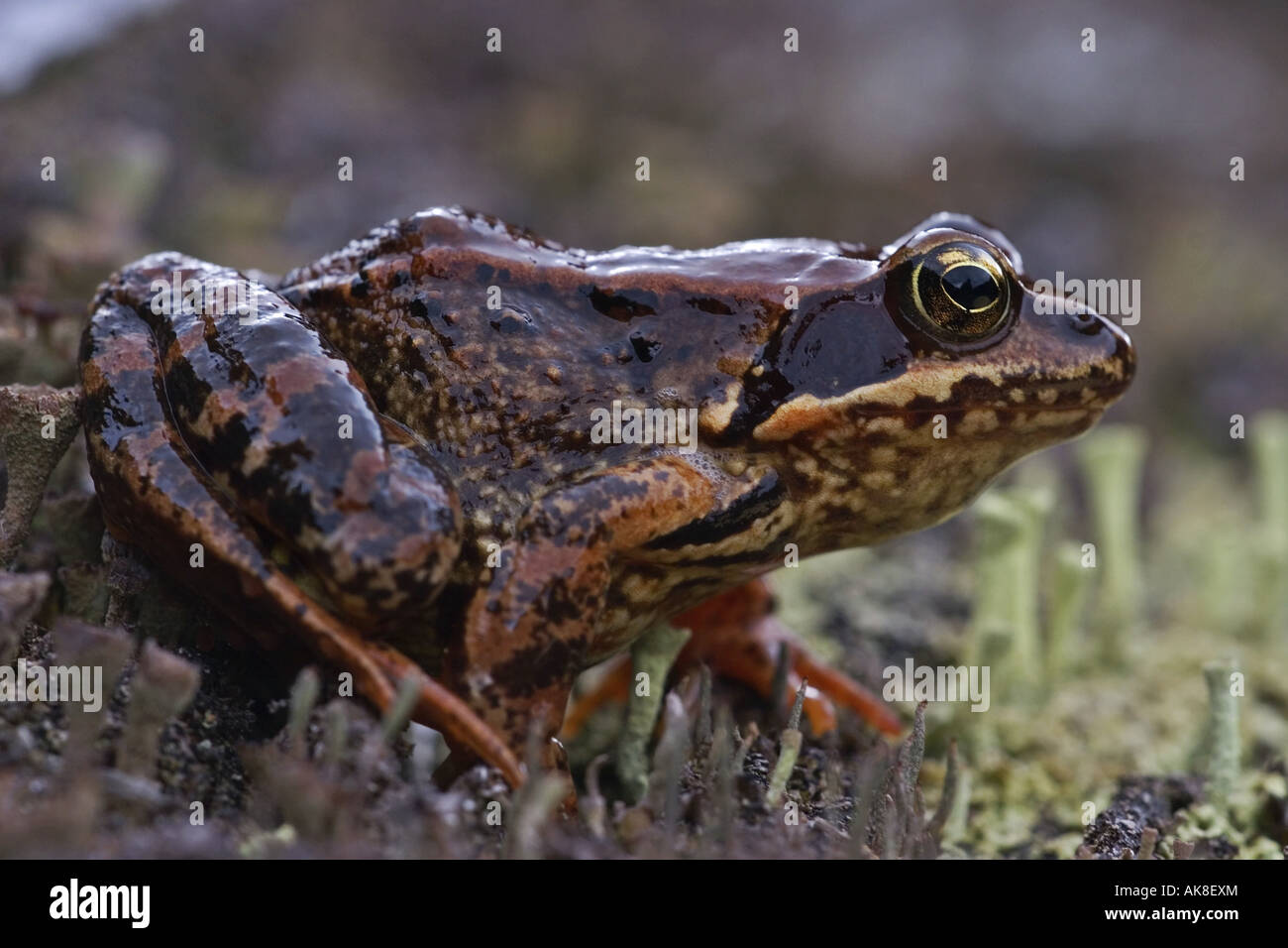 Common frogs between frog hi-res stock photography and images - Alamy