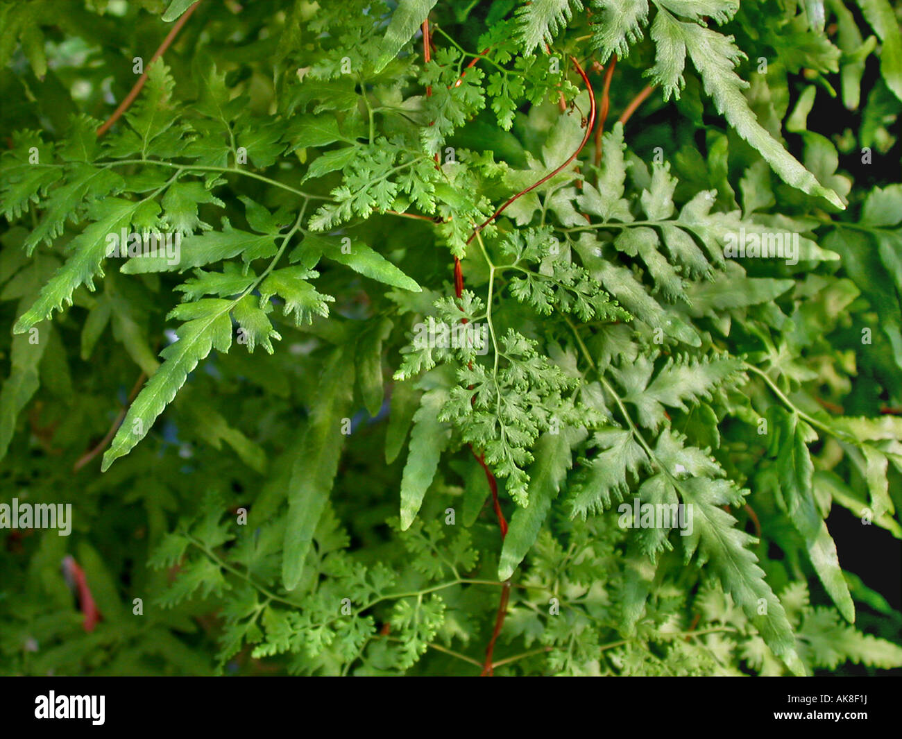 Japanese climbing fern (Lygodium japonicum), fertile and sterile leaves Stock Photo