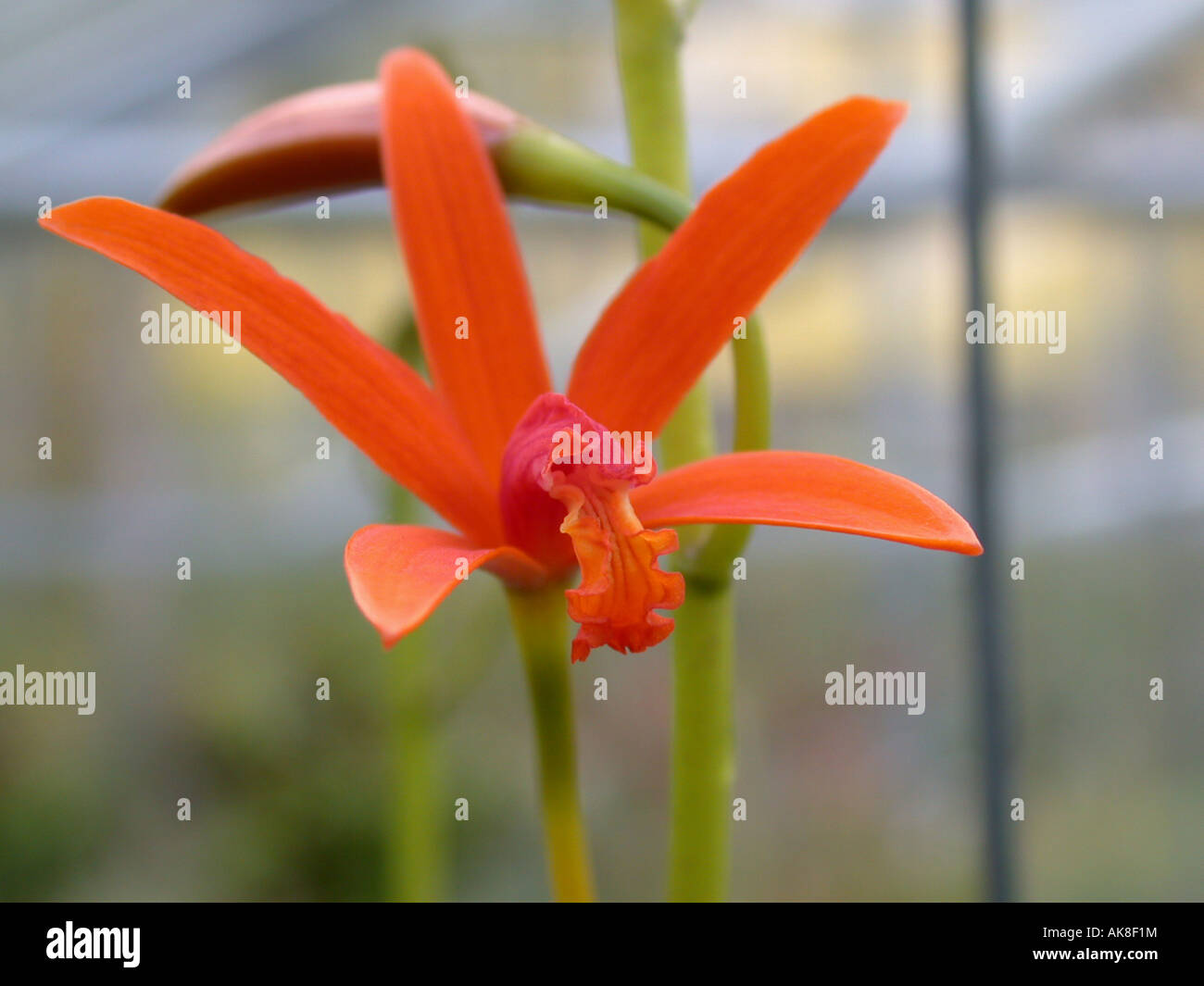 Laelia (Laelia cinnabarina), flower Stock Photo