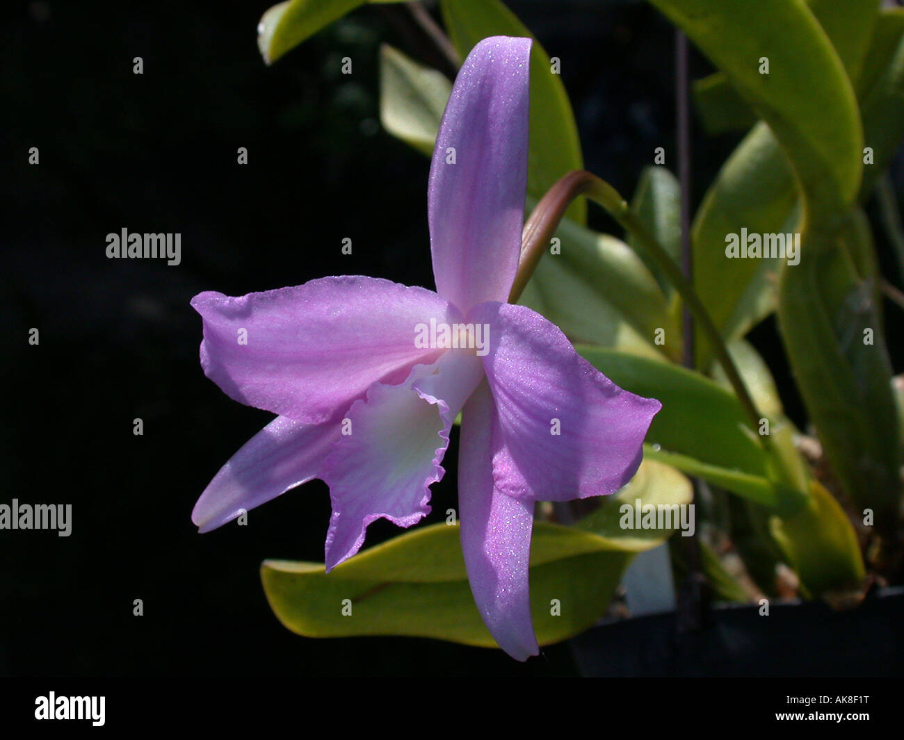Laelia (Laelia fidelense), flower Stock Photo