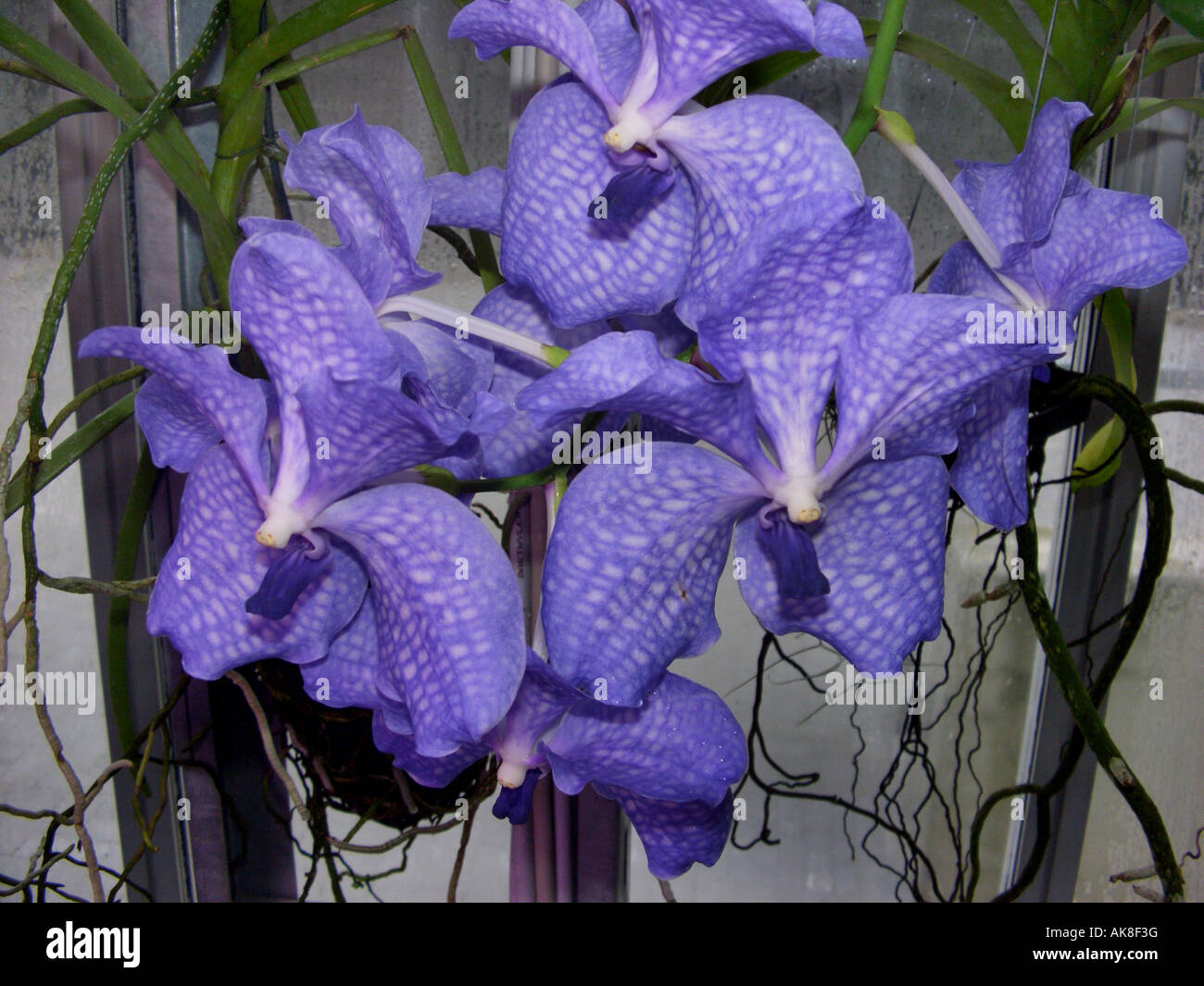 Vanda  (Vanda teres), flowers Stock Photo