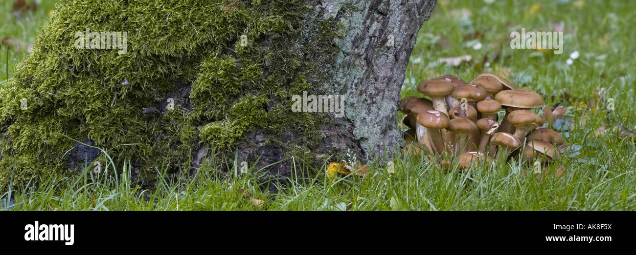 honey fungus (Armillaria mellea), fruit bodies on trunk of pear, Germany Stock Photo