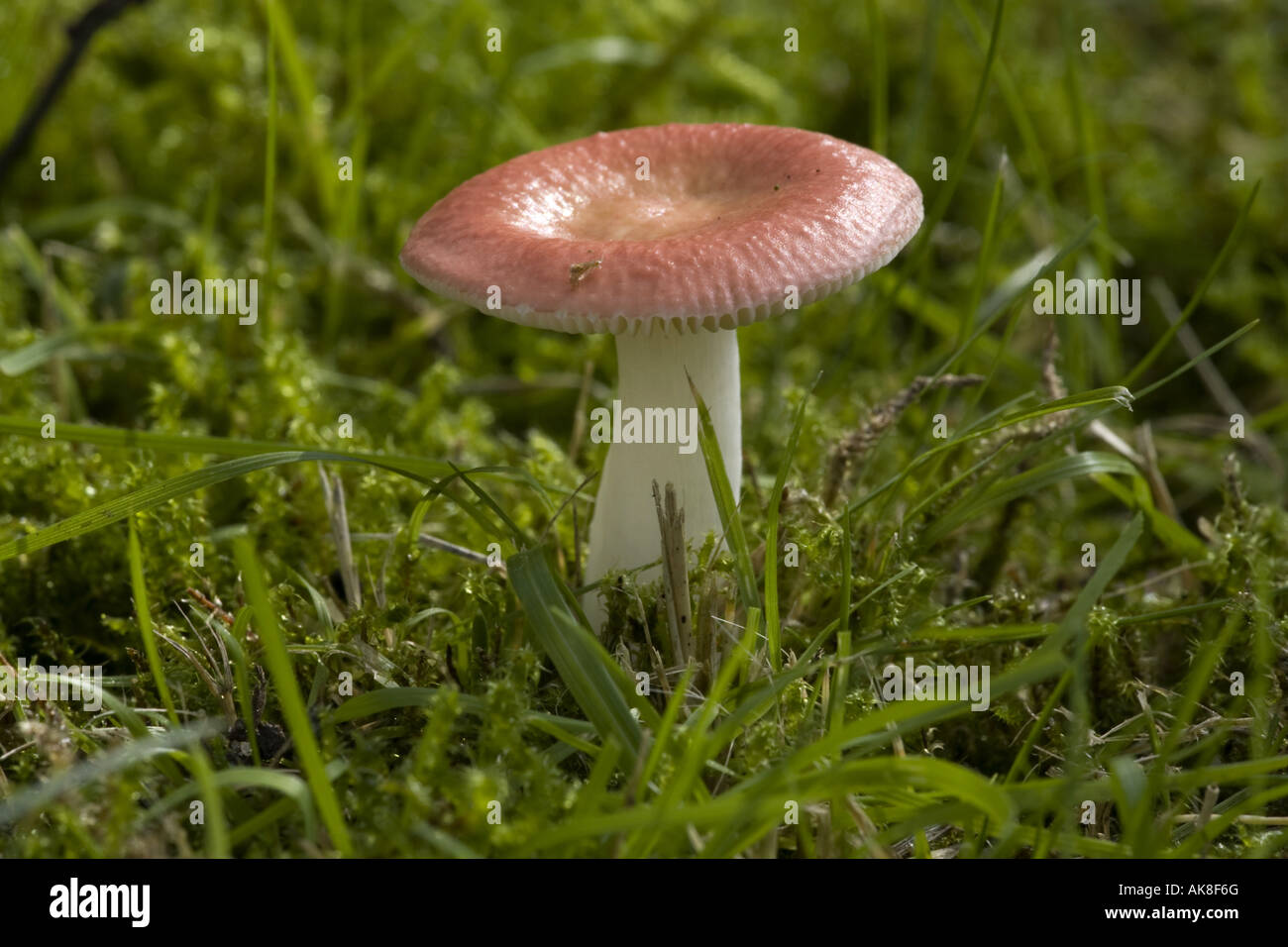 Variable brittlegill russula versicolor hires stock photography and