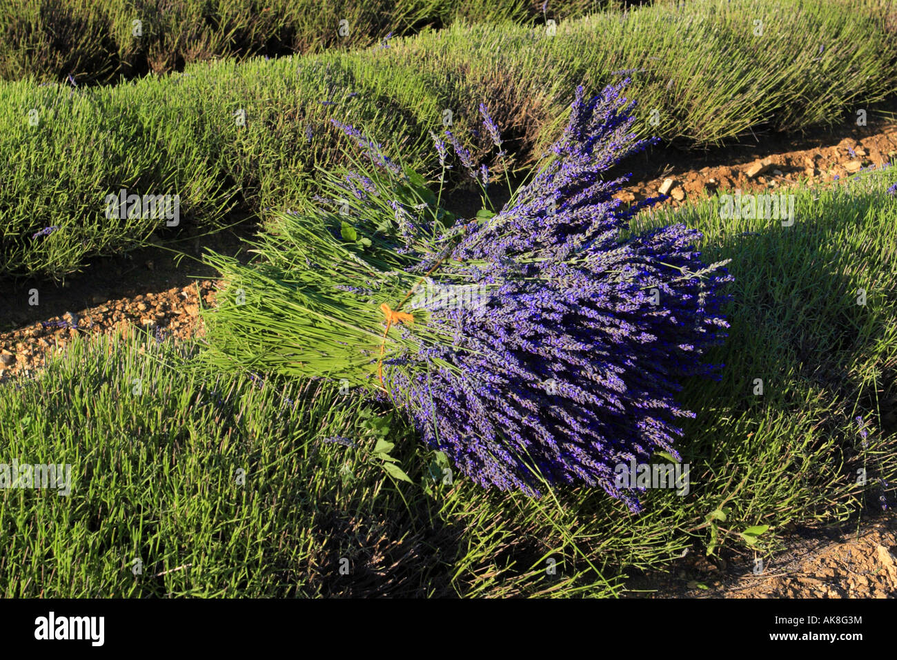lavender (Lavandula angustifolia), field of Lavender, France, Provence, Vaucluse Stock Photo