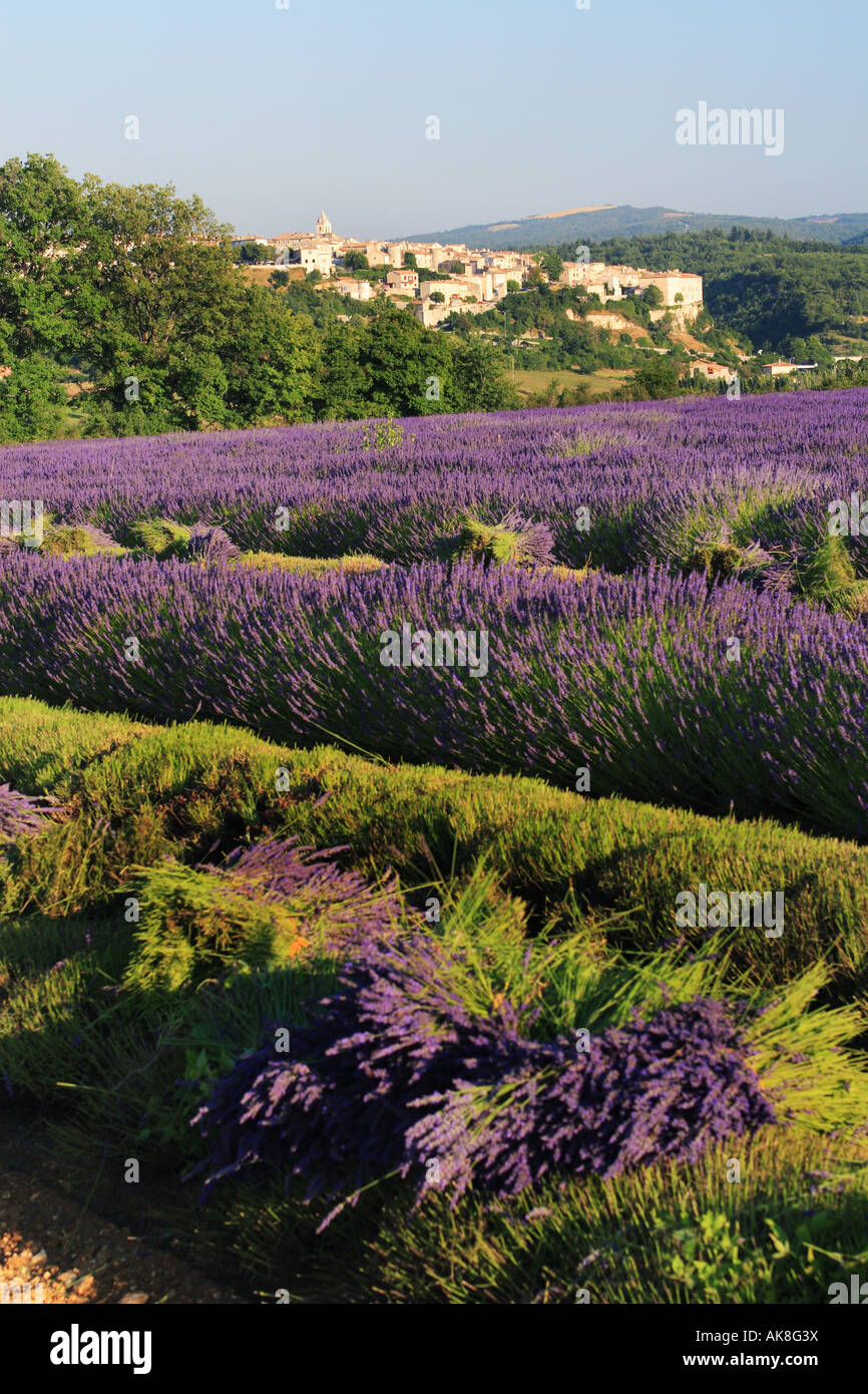 lavender (Lavandula angustifolia), field of Lavender, France, Provence, Vaucluse Stock Photo