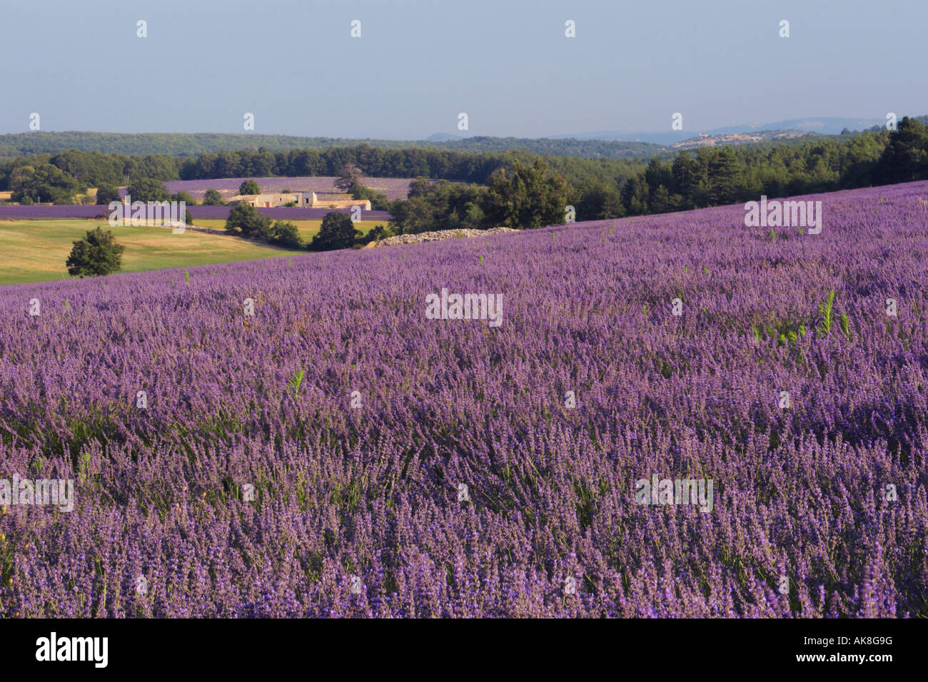 lavender (Lavandula angustifolia), lavender fields, France, Provence, Vaucluse Stock Photo