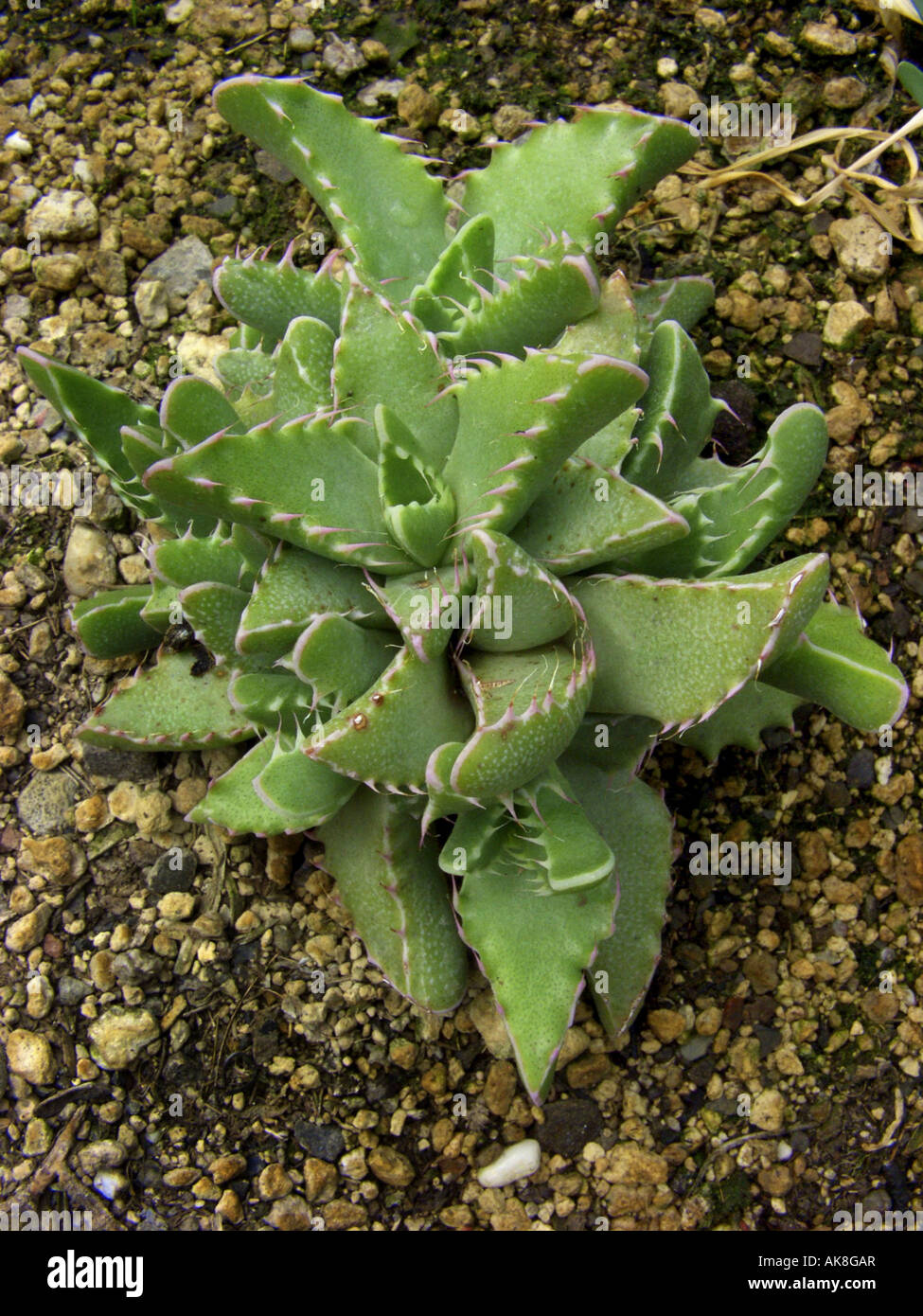 Faucaria (Faucaria felina), single plant Stock Photo