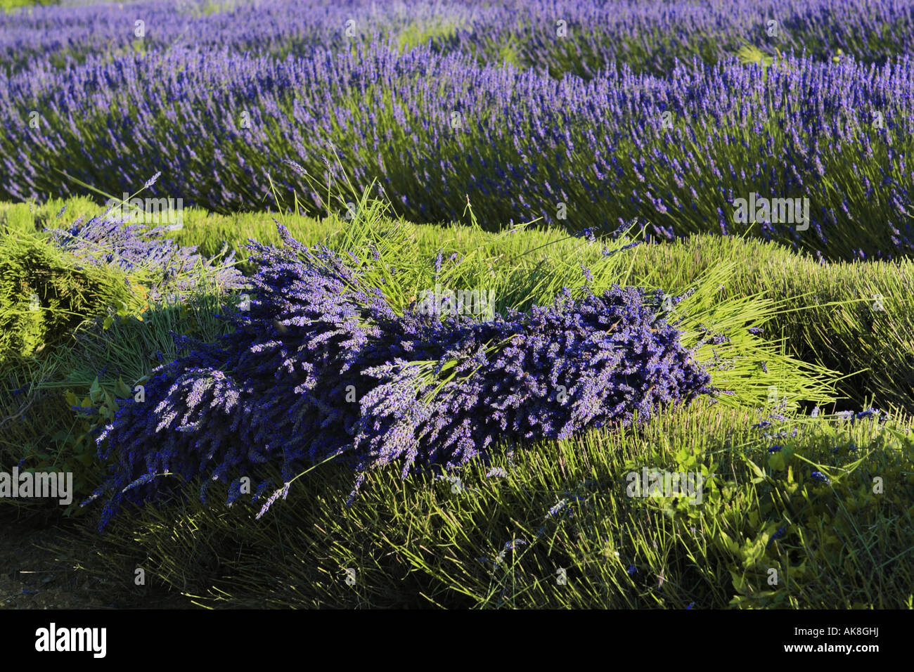 lavender (Lavandula angustifolia), bunch at harvest, France, Provence, Vaucluse Stock Photo