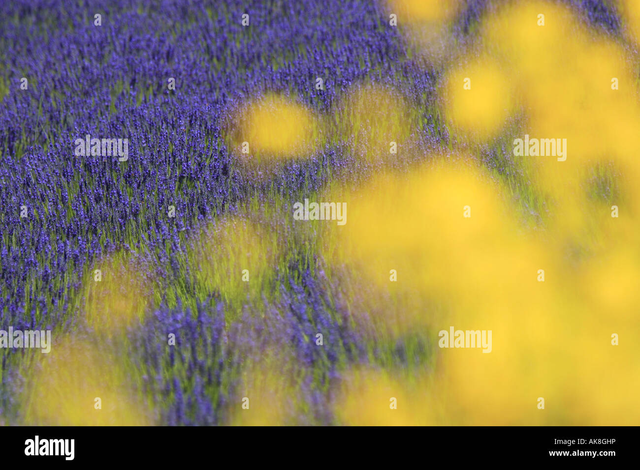 lavender (Lavandula angustifolia), lavender field, France, Provence, Vaucluse Stock Photo