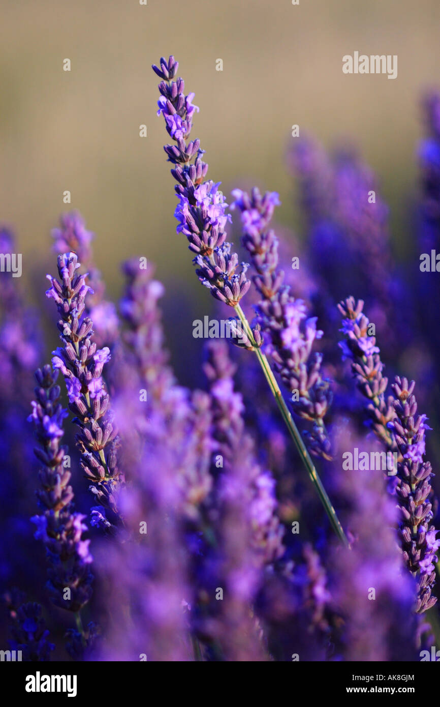 lavender (Lavandula angustifolia), inflorescences, France, Provence, Vaucluse Stock Photo