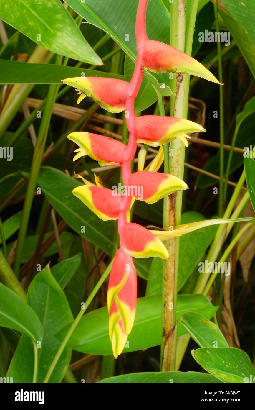Hanging Lobster Claw Stock Photo Alamy