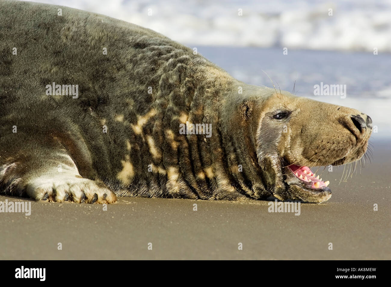 A mature adult male atlantic grey seal in aggresive posturing Stock Photo