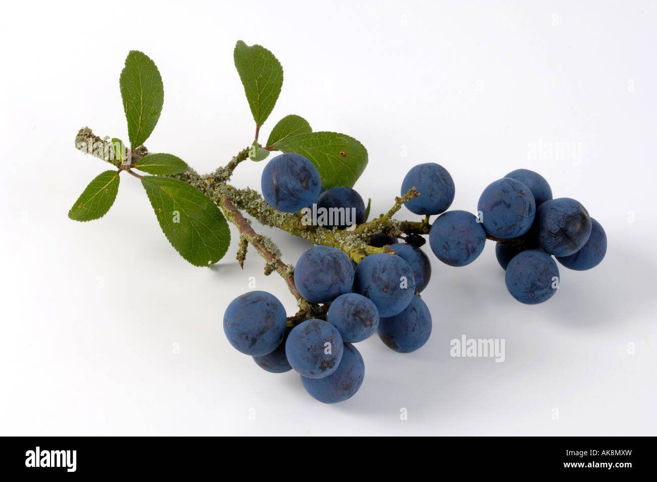 Blackthorn prunus spinosa cut out hi-res stock photography and images ...