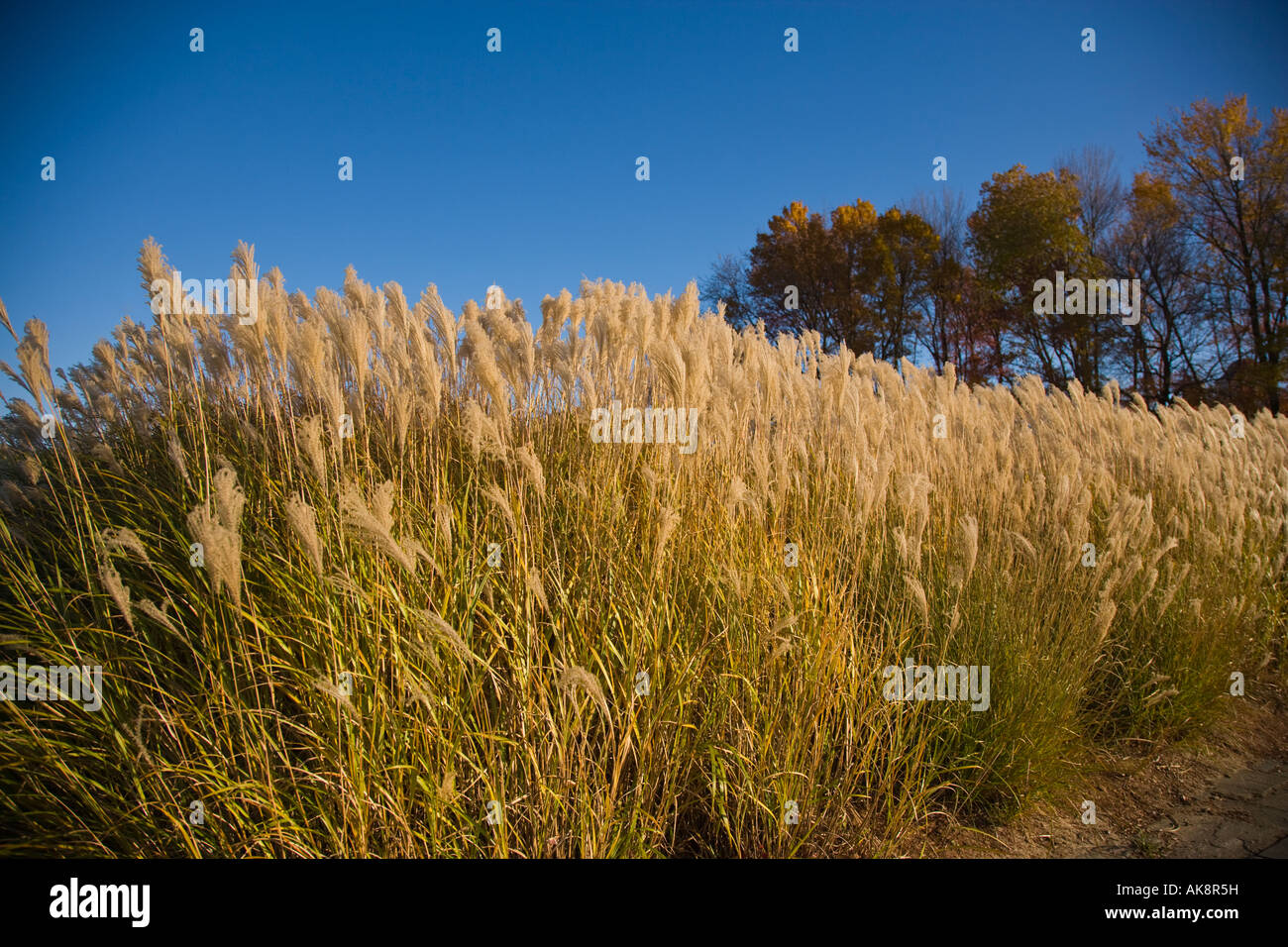Tall grass against a blue sky Stock Photo