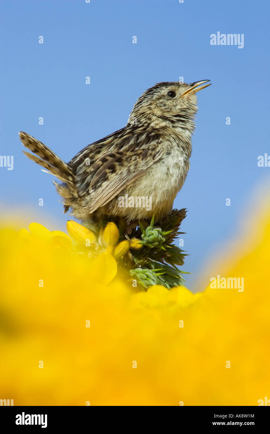 An adult alert and singing male Grass Wren on the Falkland Islands Stock Photo