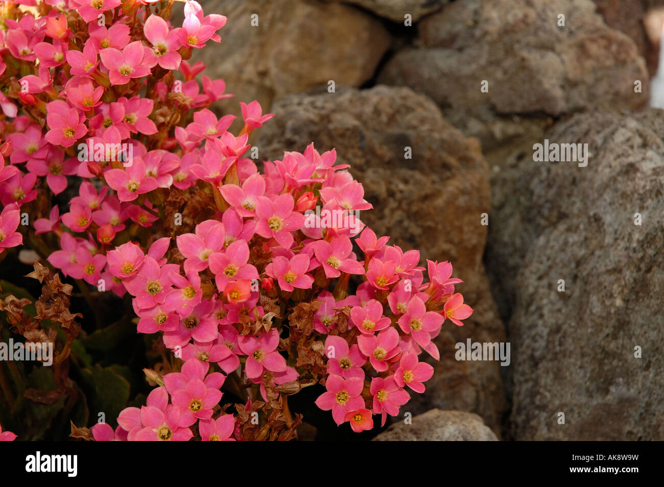 The pink flowers of Saxifraga Stock Photo