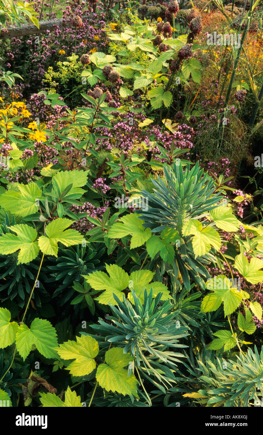 Parham. Sussex plant combination. Humulus lupukus 'Aureus'. Euphorbia characius. Oreganum