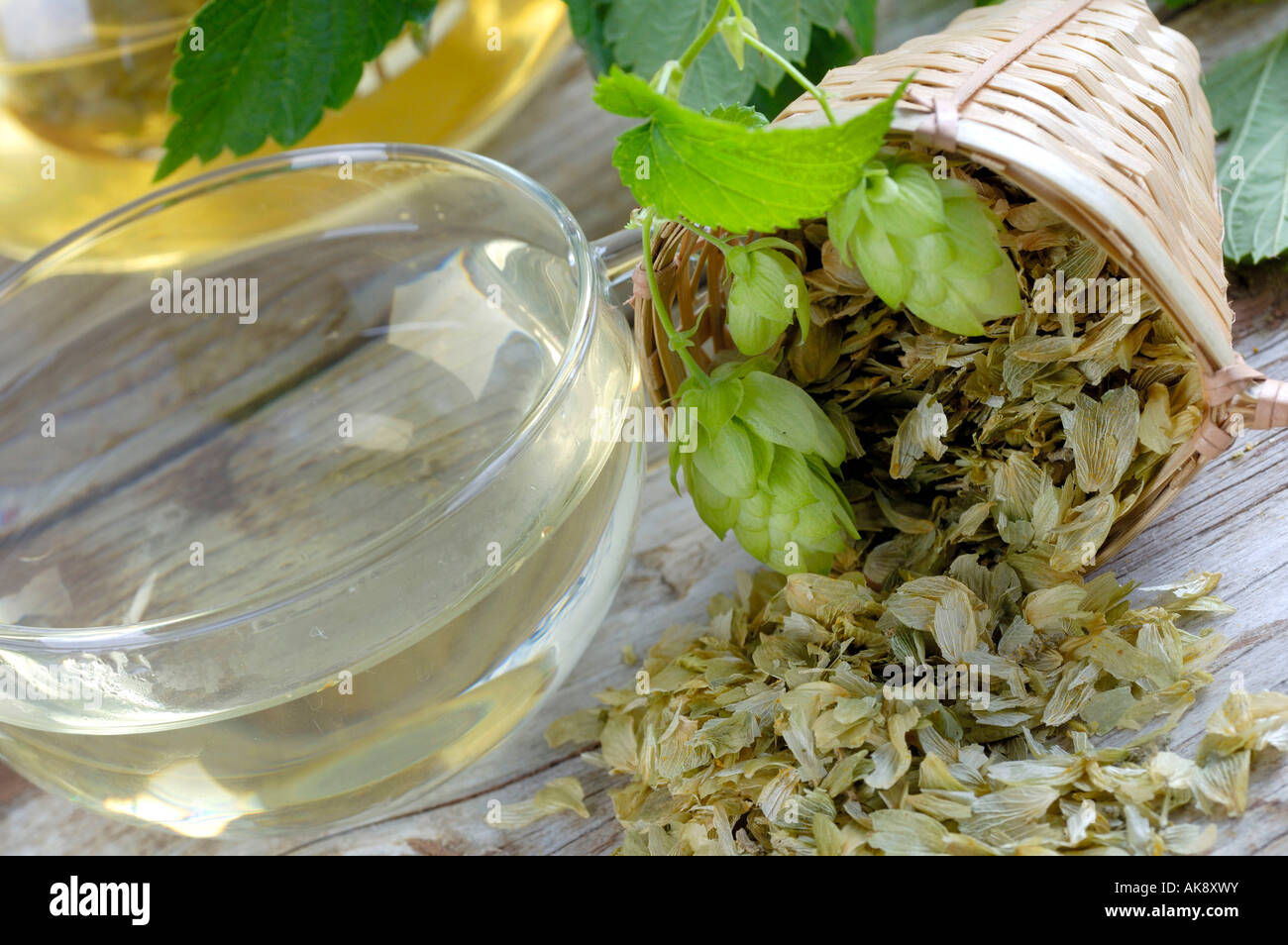 Hop tea Stock Photo