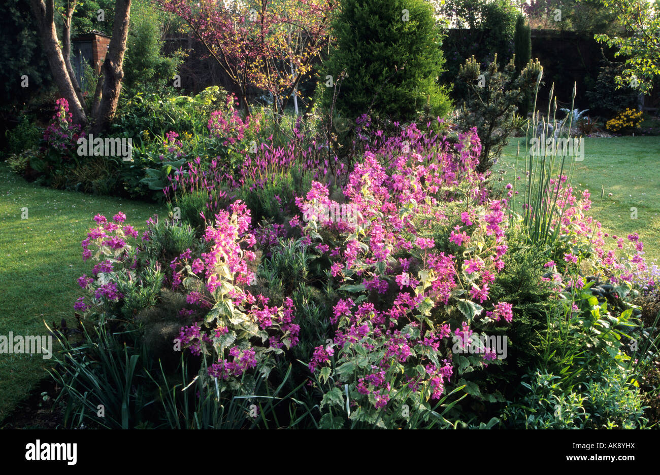Anne Swithenbank's garden Surrey variegated honesty Lunaria annua 'V early summer pink and purple mayariegata'. Lavandula Stock Photo
