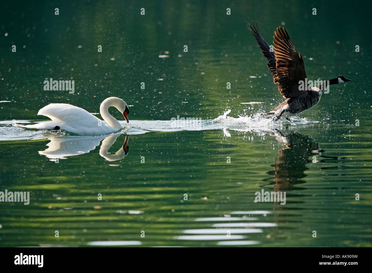 Mute Swan / Canada Goose Stock Photo Alamy