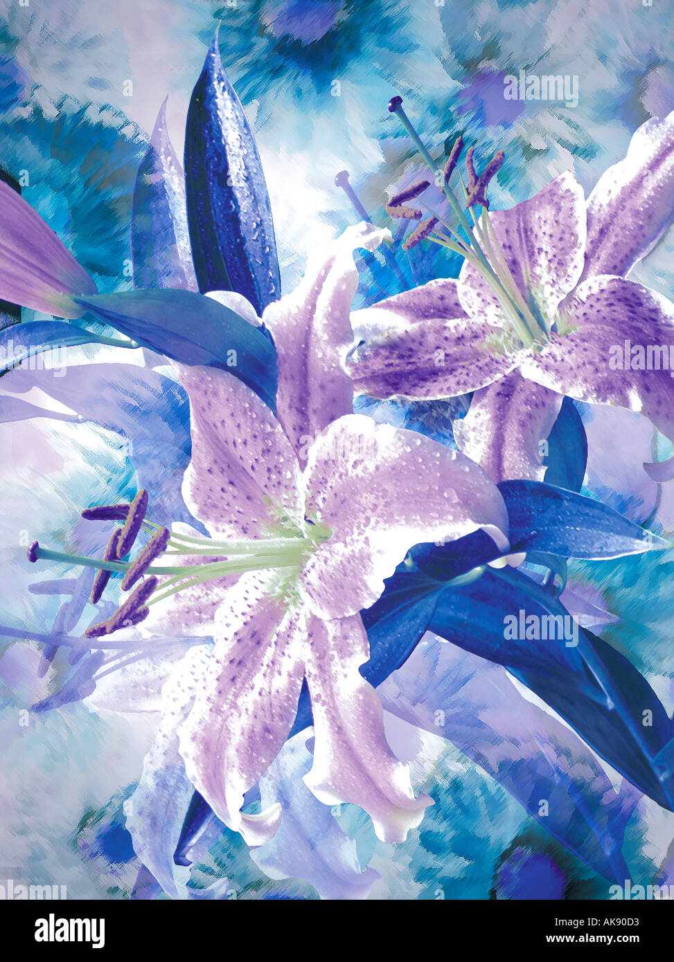 lilly watercolour style painting Stock Photo
